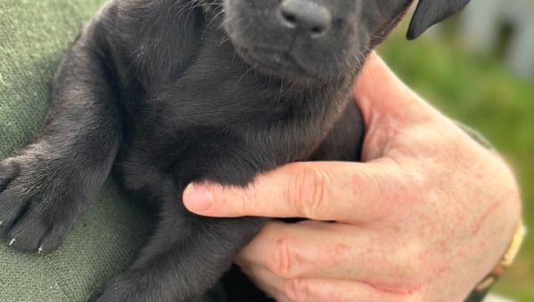 Labrador Puppies - KC Registered - Ready w/c 17th May 